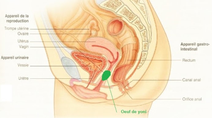 Oeufs Yoni - localisation dans le vagin - ConfianDo - entreprise vosgienne